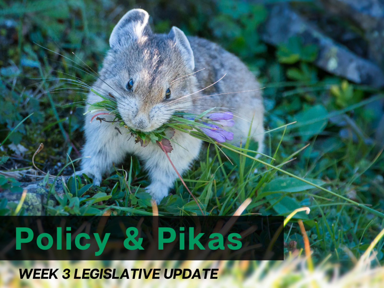 Policy and Pikas: Water Week