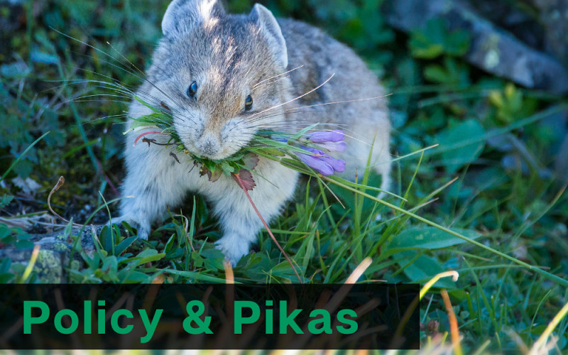 Policy and Pikas: Water Week