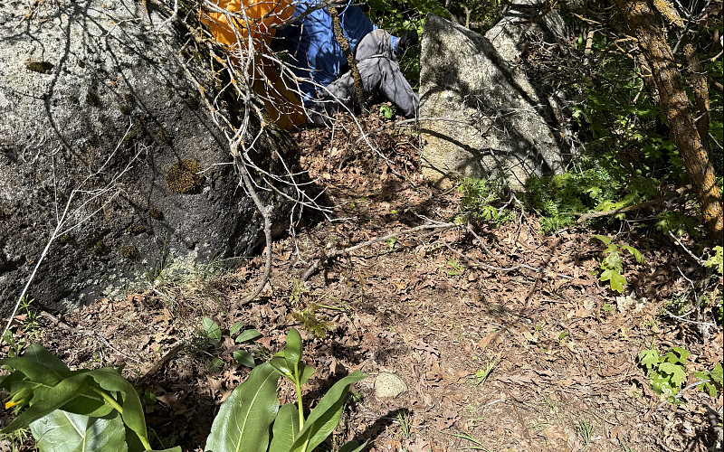 2025 Wasatch Stewardship Program - Garlic Mustard weed pull with Salt Lake Public Utilities & Volunteers